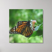 フラッタリング(昆虫)オオカバマダラ、モナークバタフライキャンバス キャンバスプリント (正面)