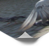 フラッタ ポスター (角)