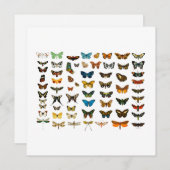 フラットカード：ヴィンテージバタフライ図 (正面/裏面)