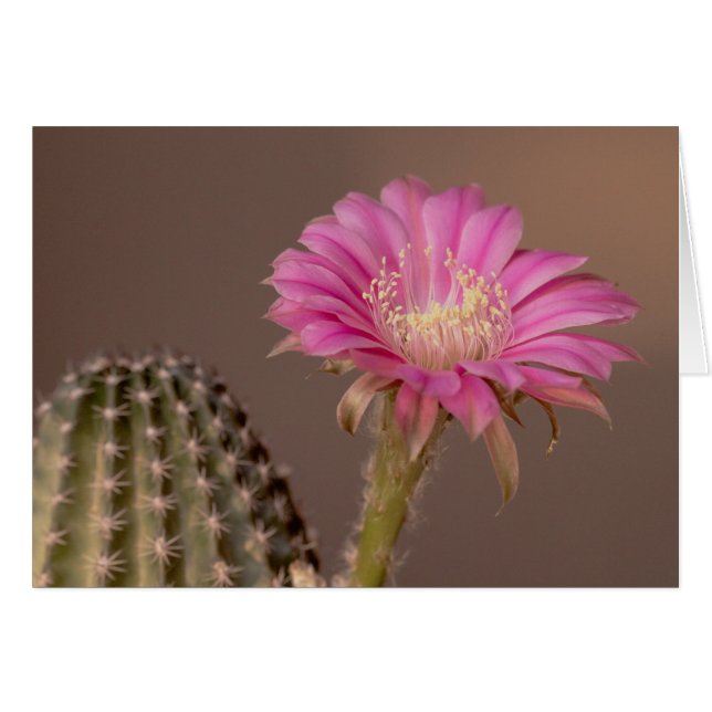 フラットケーキ開花 (正面横)