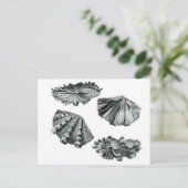 フラットジャイアントクラム ポストカード (スタンド正面)