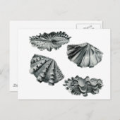 フラットジャイアントクラム ポストカード (正面/裏面)