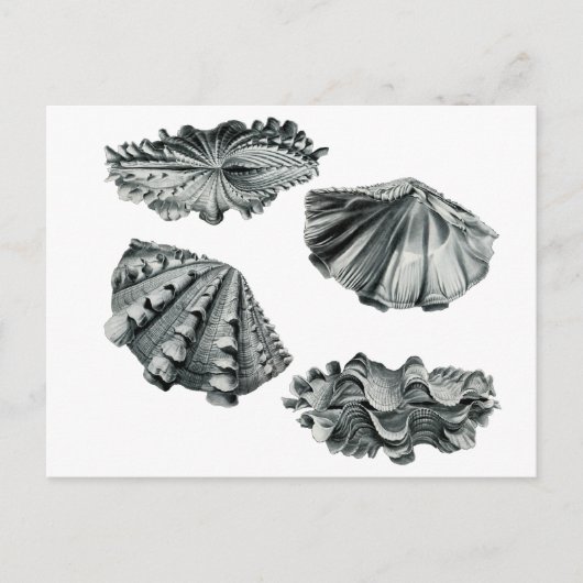 フラットジャイアントクラム ポストカード (正面)