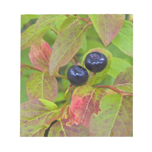 フラットヘッドの国の熟したハックルベリー ノートパッド (正面)