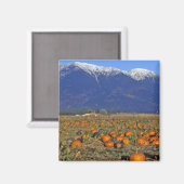 フラットヘッドバレーモンタナパンプキンパッチ マグネット (正面/裏面)