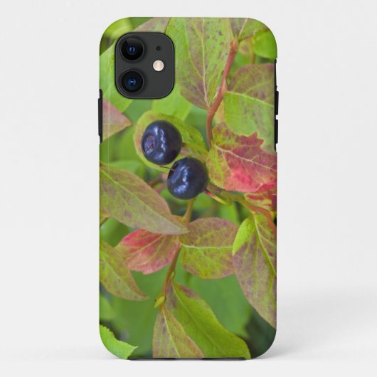 フラットヘッド国有林の熟したハックルベリー Case-Mate iPhoneケース (裏面)