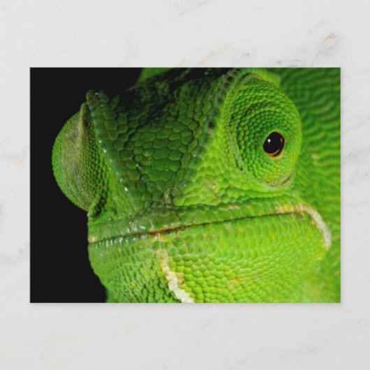 フラップネックカメレオンの肖像 ポストカード (正面)