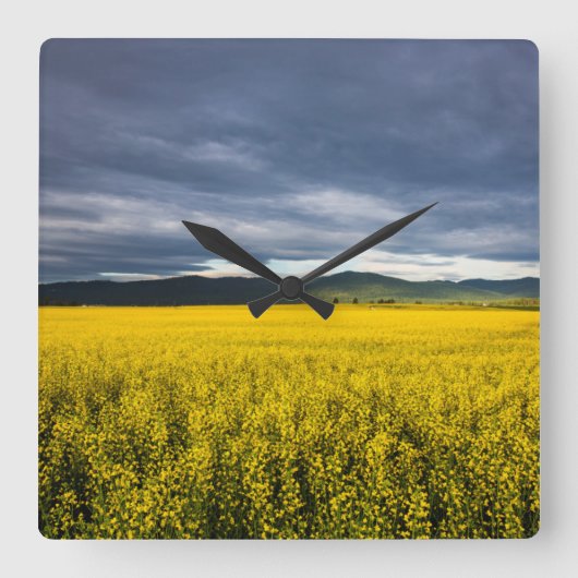 フラテアドの朝の光のカノラ野原 スクエア壁時計 (正面)