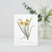 フラバのエメロカリス ポストカード (スタンド正面)