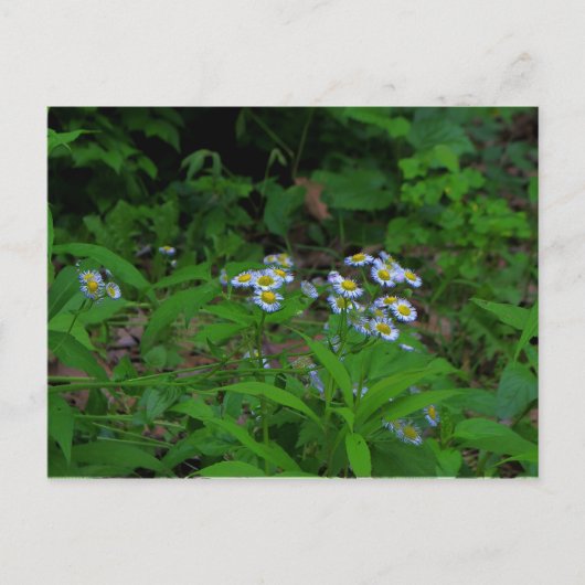 フラバネフラワーポストカード ポストカード (正面)