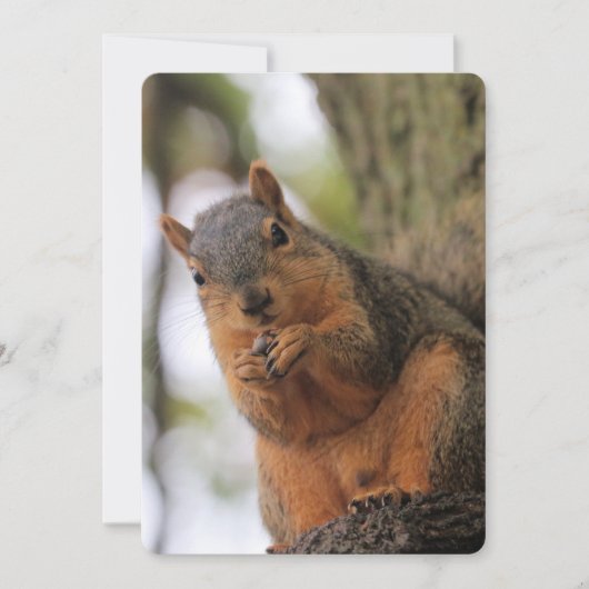 フラフキン 招待状 (正面)