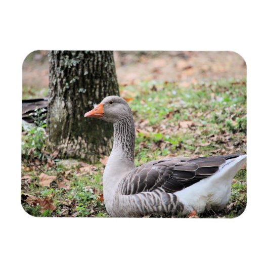 フラフ マグネット (横)