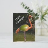 フラマンゴ ポストカード (スタンド正面)