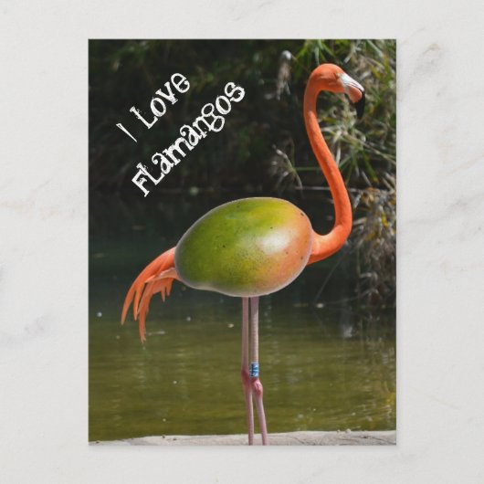 フラマンゴ ポストカード (正面)