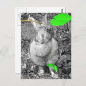 フラミッシュジャイアントラビットB&Wグリーン葉付 ポストカード (正面/裏面)