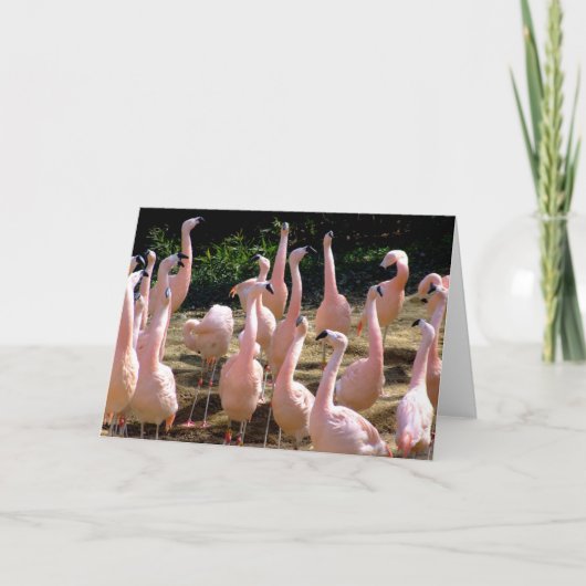 フラミンゴあいさつカード カード (正面)