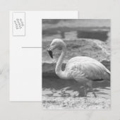 フラミンゴが水中を歩くB&W ポストカード (正面/裏面)