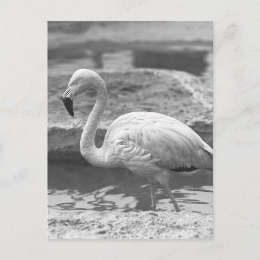 フラミンゴが水中を歩くB&W ポストカード (正面)