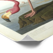 フラミンゴが覗き見る ポスター (角)