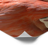 フラミンゴの夢 ポスター (角)