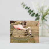 フラミンゴの巣 シーズンポストカード (スタンド正面)