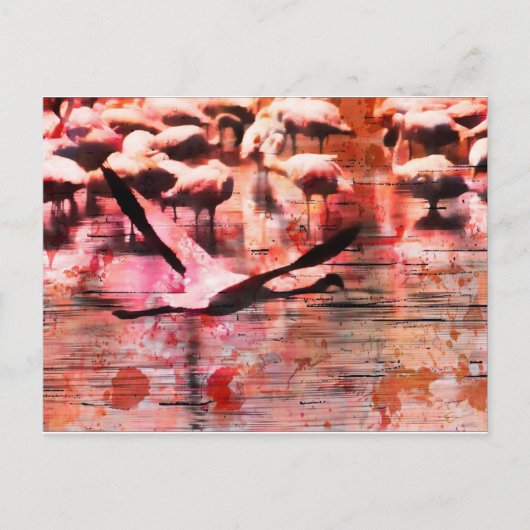 フラミンゴの知恵 ポストカード (正面)