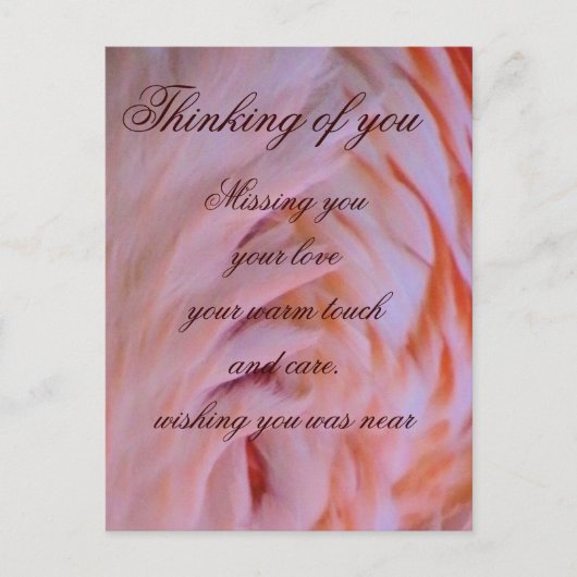 フラミンゴの羽_ ポストカード (正面)