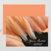 フラミンゴの羽_ 招待状 (正面/裏面)