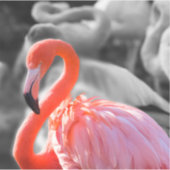 フラミンゴの鳥写真 シール (正面)