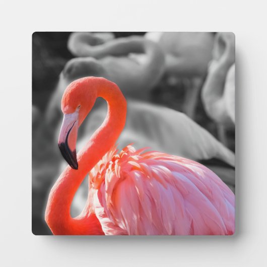 フラミンゴの鳥写真 フォトプラーク (正面)