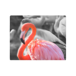 フラミンゴの鳥写真 メタルプリント
