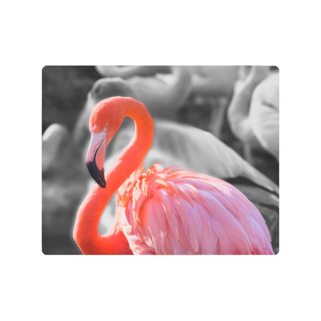 フラミンゴの鳥写真 メタルプリント (正面)