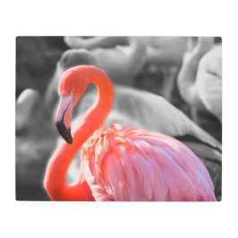フラミンゴの鳥写真 メタルプリント