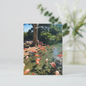 フラミンゴはがき ポストカード (スタンド正面)