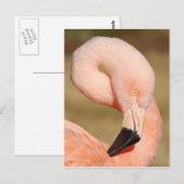 フラミンゴはがき ポストカード (正面/裏面)