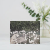 フラミンゴアットレジャー ポストカード (スタンド正面)