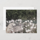 フラミンゴアットレジャー ポストカード (正面/裏面)