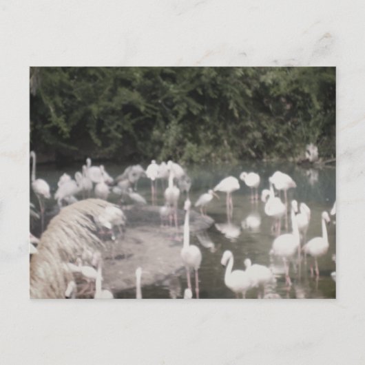 フラミンゴアットレジャー ポストカード (正面)