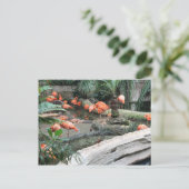 フラミンゴカリブのス# 12 ポストカード (スタンド正面)