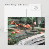 フラミンゴカリブのス# 12 ポストカード (正面/裏面)