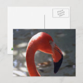 フラミンゴカリブの ポストカード (正面/裏面)