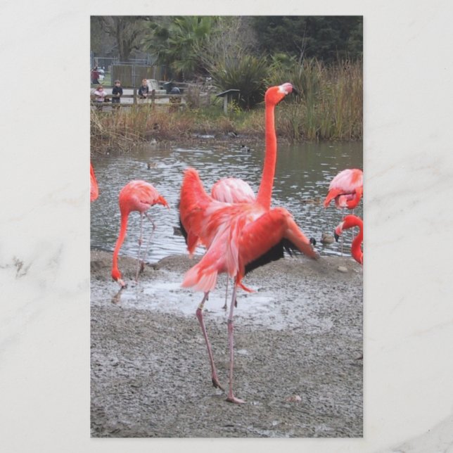 フラミンゴダンス (正面)