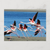 フラミンゴピンクの飛行野生動物の写真 ポストカード (正面)