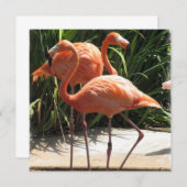 フラミンゴフロック招待状 招待状 (正面/裏面)