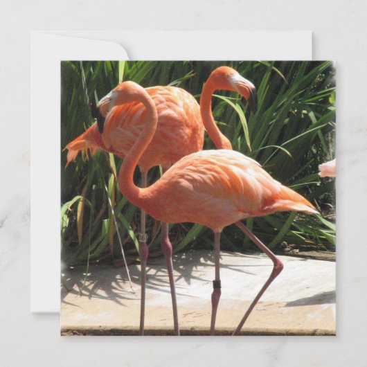 フラミンゴフロック招待状 招待状 (正面)