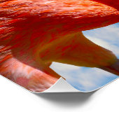 フラミンゴ対カリブの対 ポスター (コーナー)