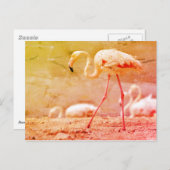 フラミンゴ歩く地上 ポストカード (正面/裏面)