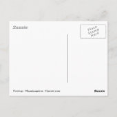 フラミンゴ歩く地上 ポストカード (裏面)