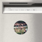 フラミンゴ磁石 マグネット (インサイチュ (食洗機))