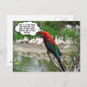 フラミンゴ羨望 ポストカード (正面/裏面)